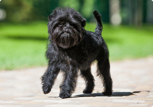 Affenpinscher
