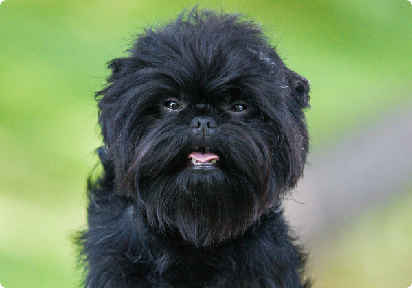 Affenpinscher