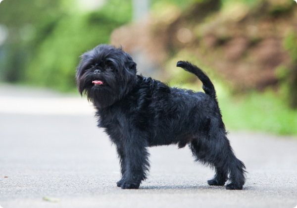 Affenpinscher