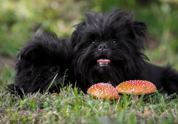 Affenpinscher