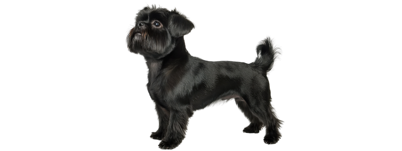 Affenpinscher