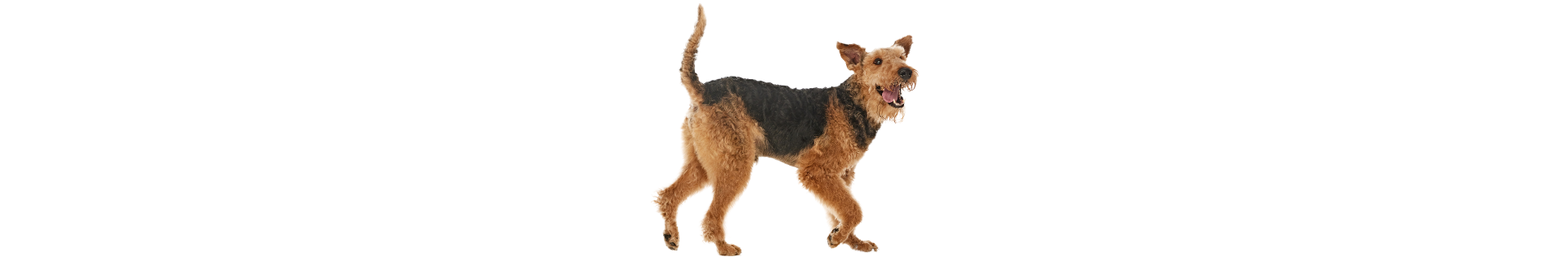 Airedale Terrier
