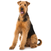 Airedale Terrier