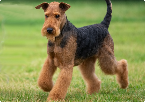Airedale Terrier