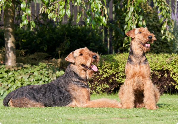 Airedale Terrier