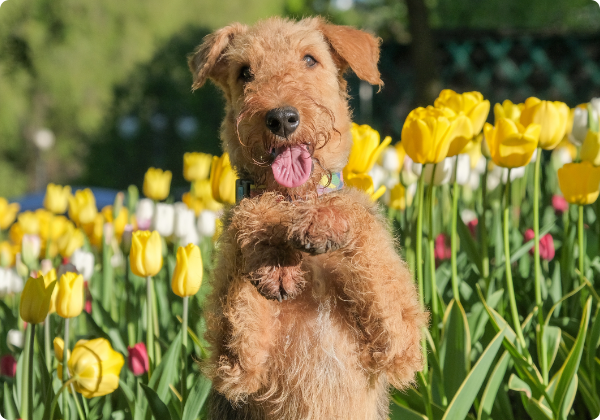 Airedale Terrier