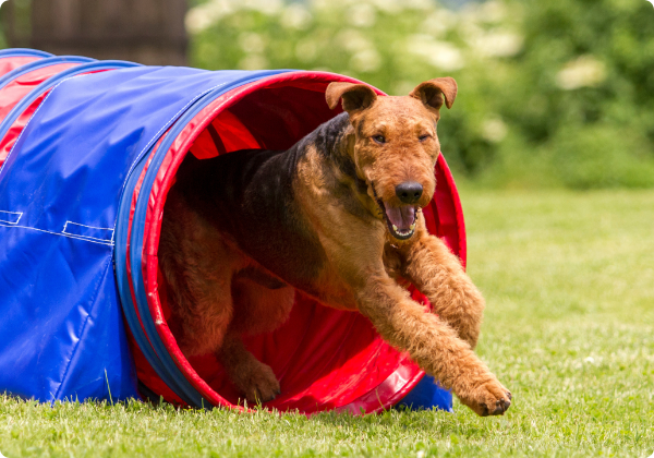 Airedale Terrier