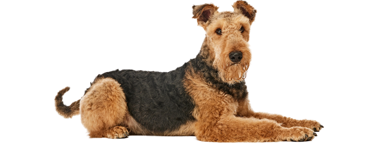 Airedale Terrier