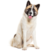 Akita Americano