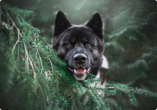 Akita Americano