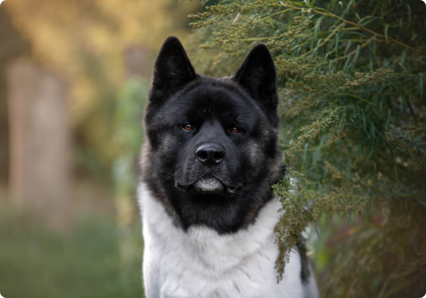 Akita Americano