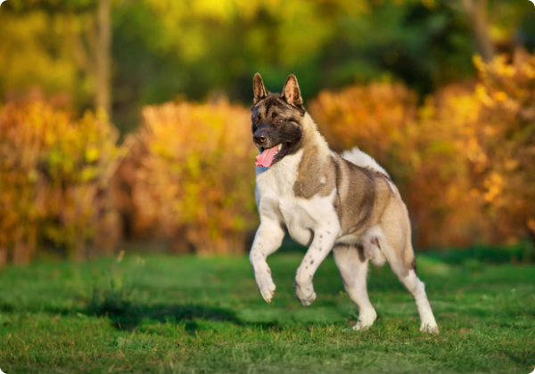 Akita Americano