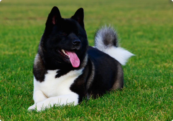 Akita Americano