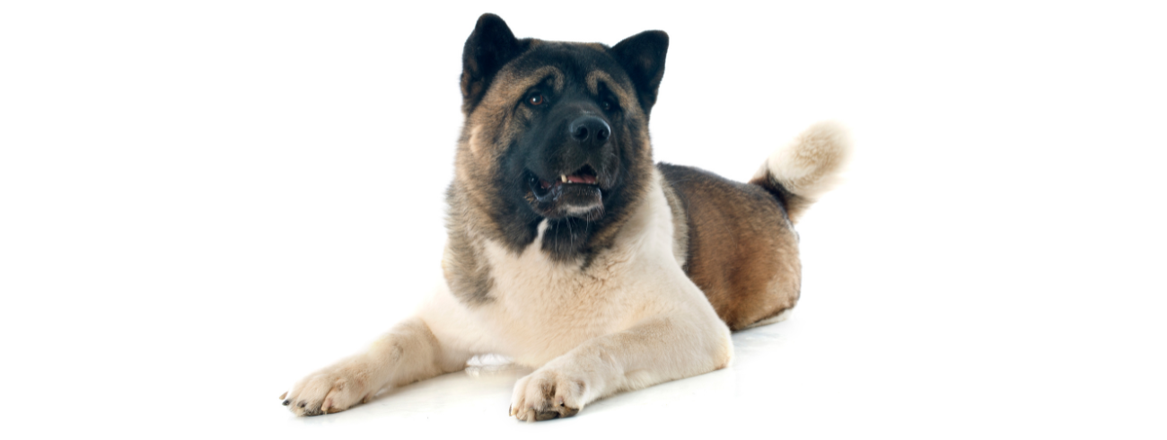 Akita Americano