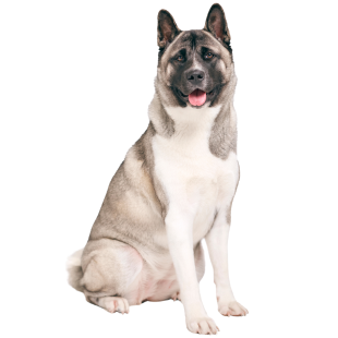 Akita Americano