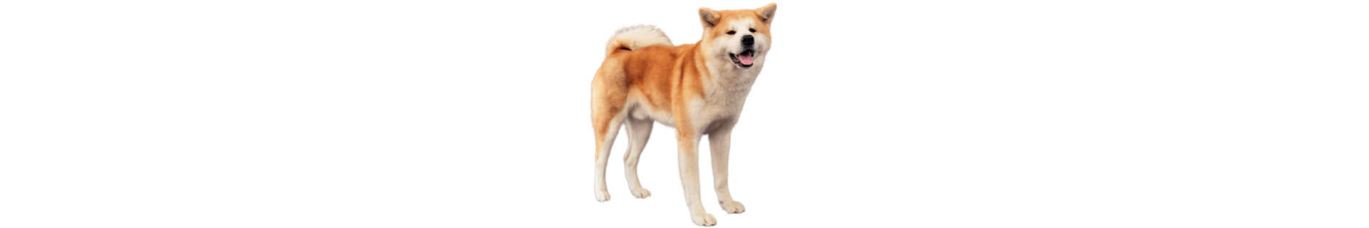 Akita Inu