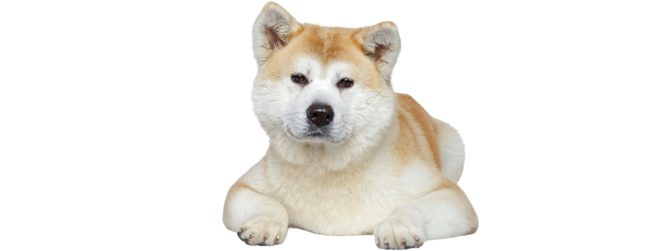 Akita Inu
