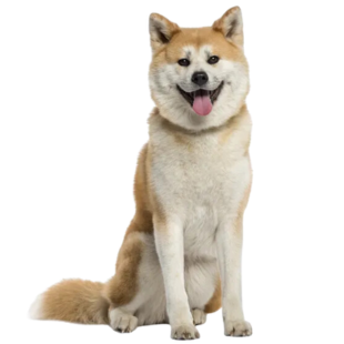 Akita Inu