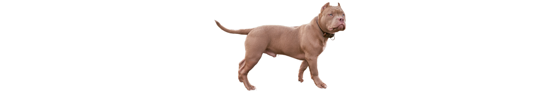 American Bully