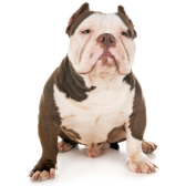 American Bully