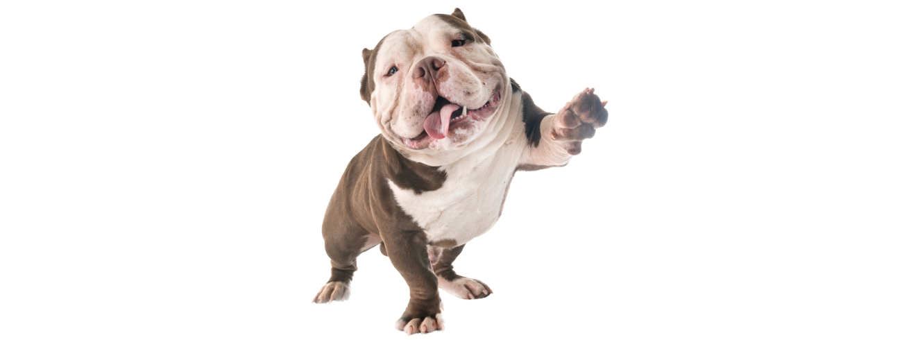American Bully