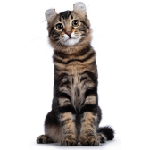 American Curl