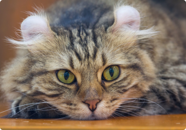 American Curl