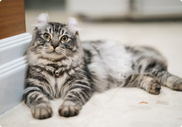 American Curl
