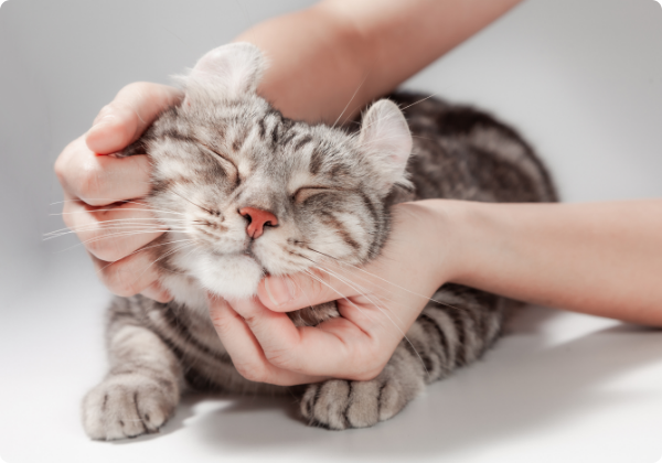 American Curl