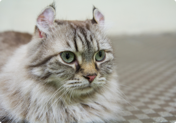 American Curl
