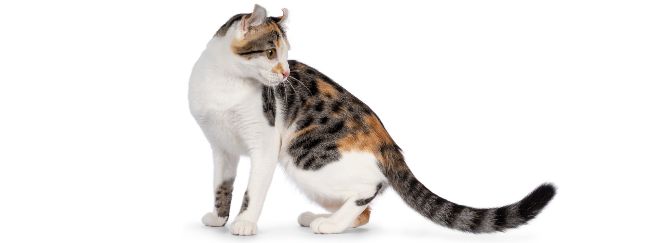 American Curl