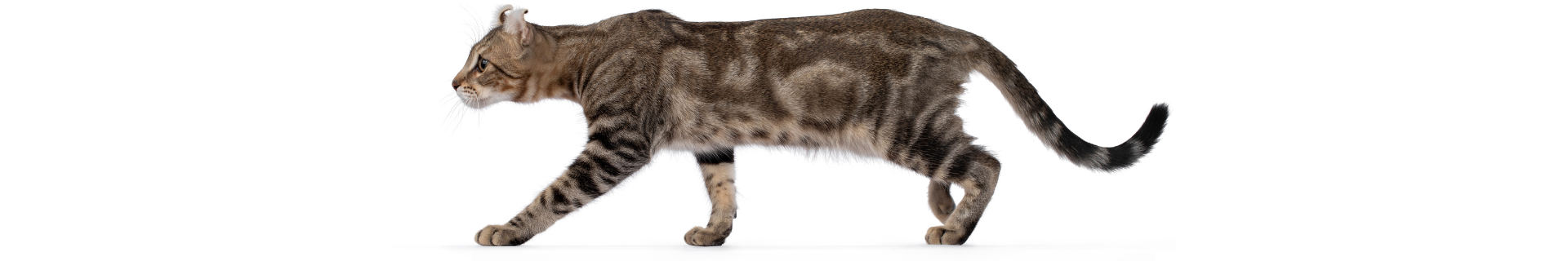 American Curl