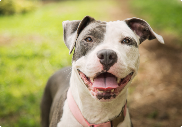 Amstaff