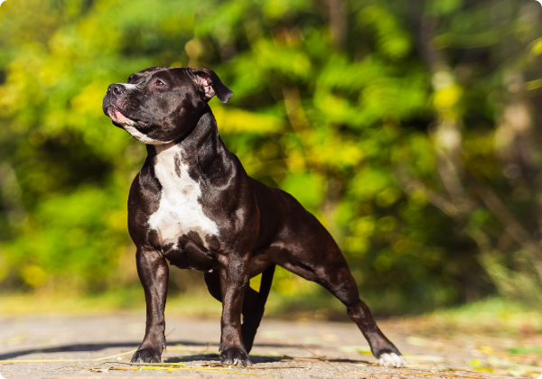 Amstaff