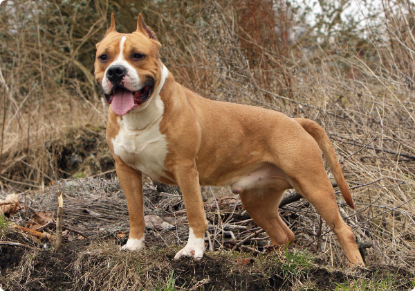 Amstaff