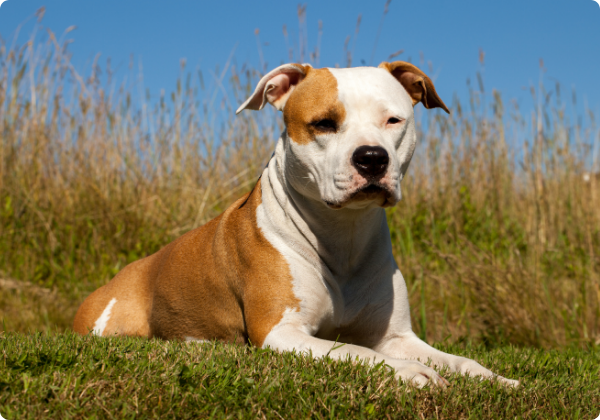 Amstaff