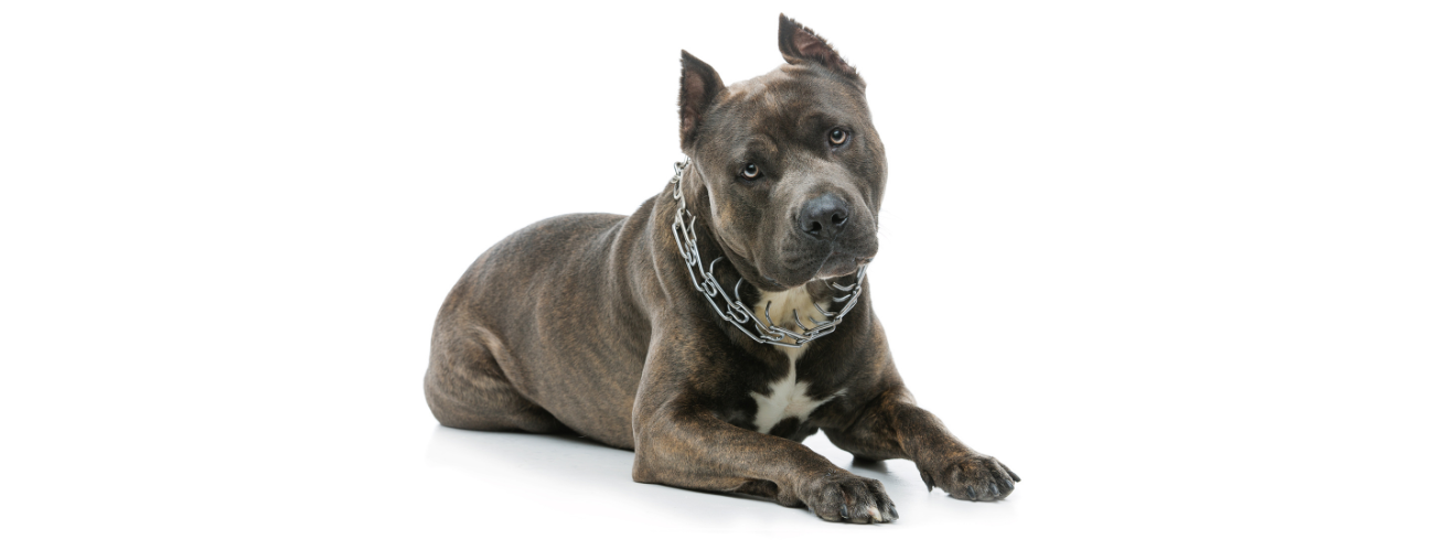 Amstaff
