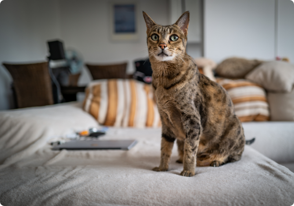 Chartreux
