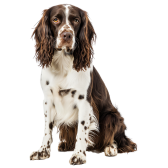 Spaniel de Pont-Audemer