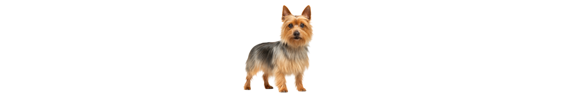 Terrier Australiano Terrier Australiano