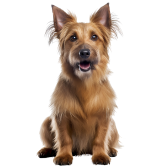 Terrier Australiano