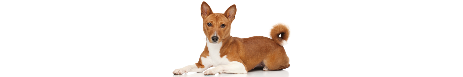 Basenji Basenji