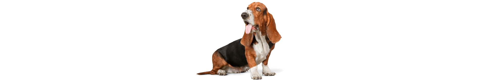 Basset Hound
