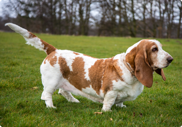 Basset Hound