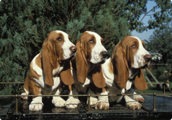 Basset Hound