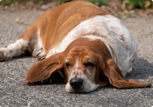 Basset Hound