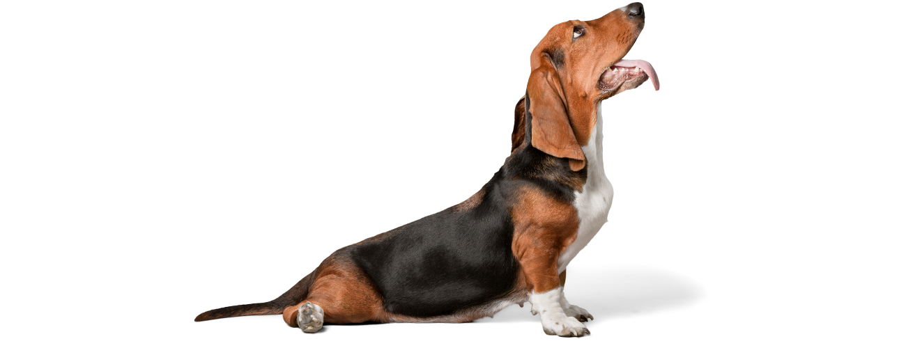 Basset Hound