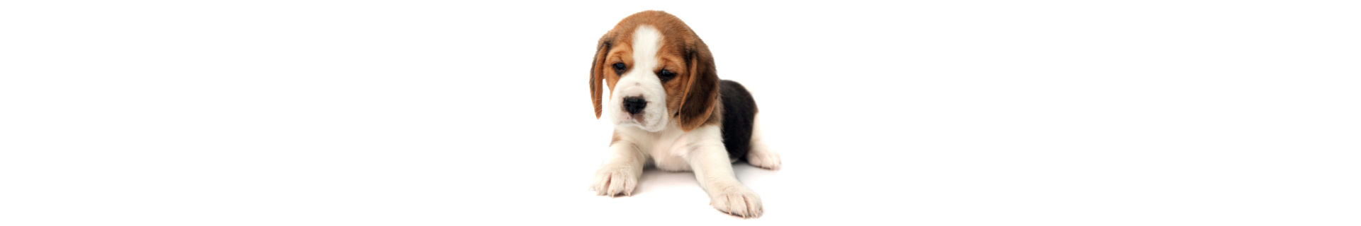 Beagle Beagle