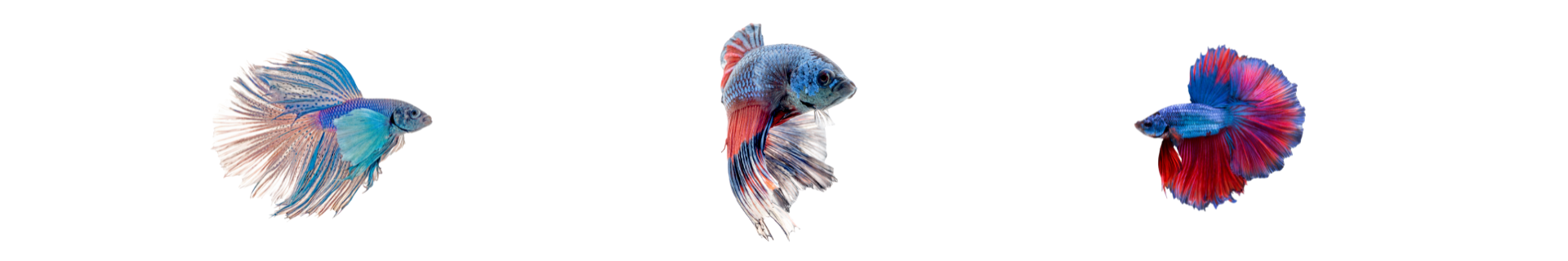 Betta Betta