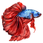 Betta